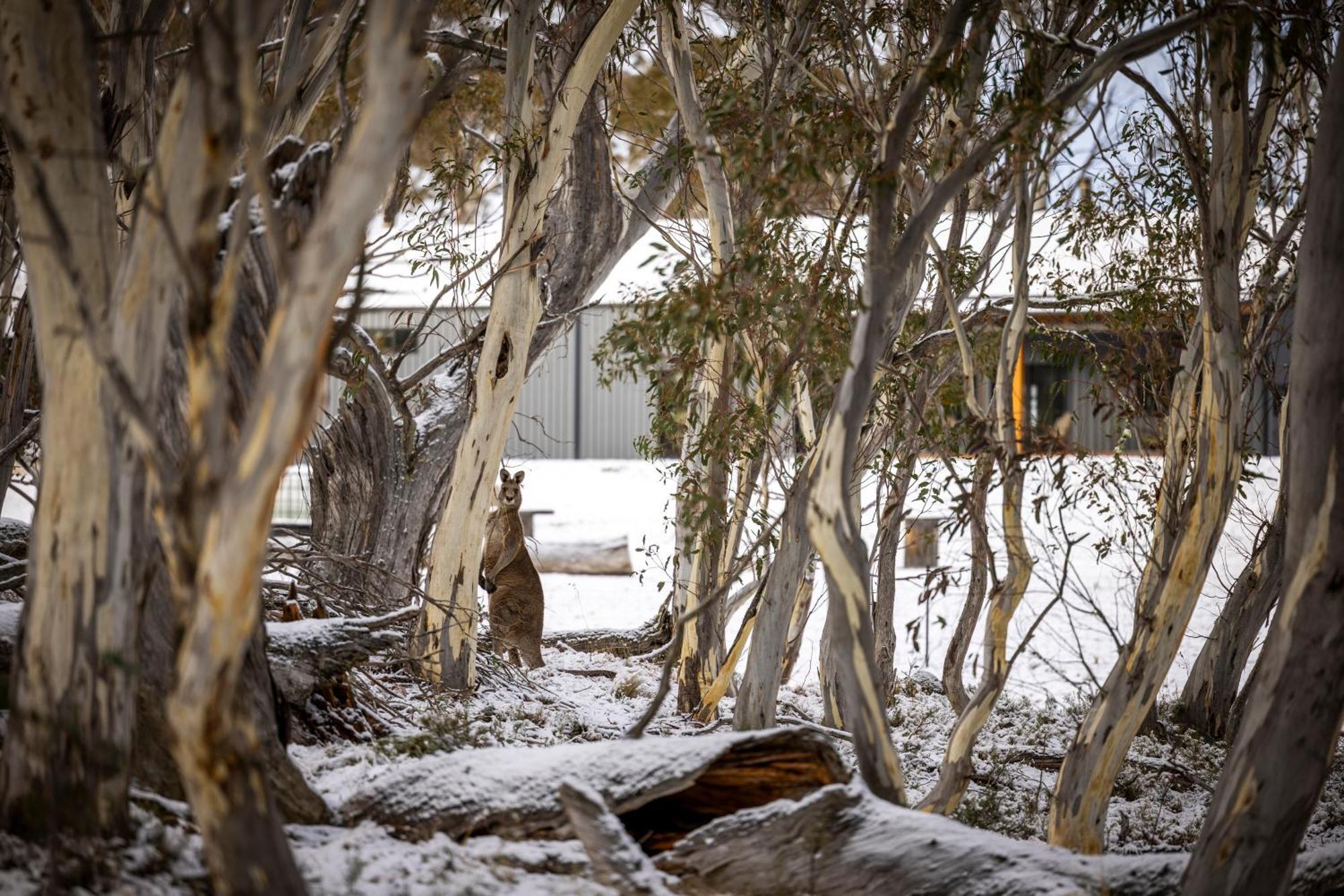 Big Yard Escapes - Two Off-Grid Tiny Houses On The Mowamba River Jindabyne Exteriér fotografie